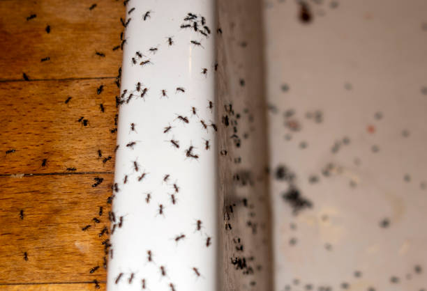 Best Exterminator Services  in Cherokee Village, AR